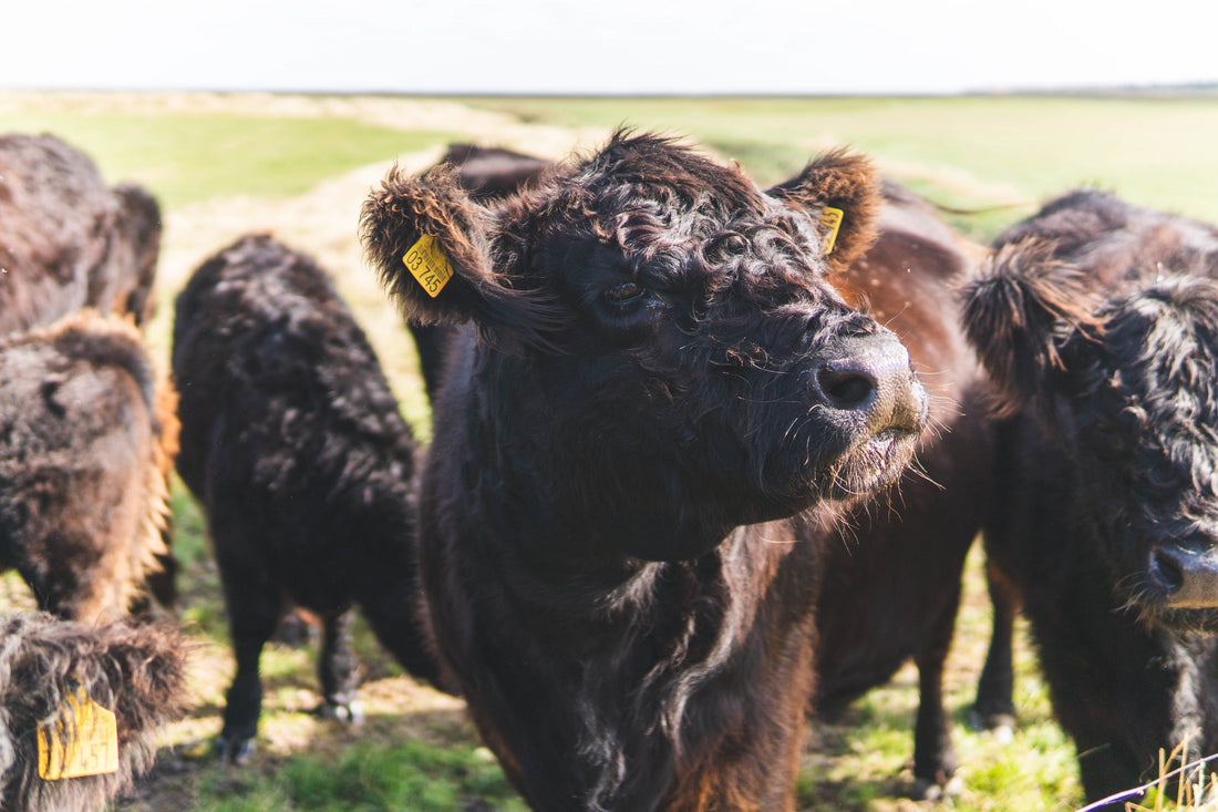 Von der Salzwiese auf den Teller: Unsere Galloways und warum man Sylt schmeckt